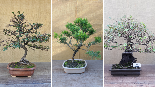 Bonsais: How to Care for Them